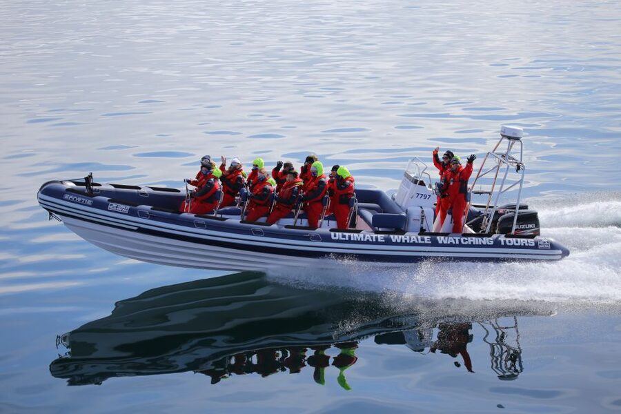 Whale Watching in Reykjavik by Speedboat - Searching for whales and dolphins