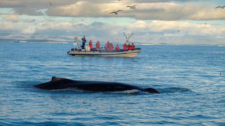 Whale Watching in Reykjavik by Speedboat - Puffin islands from May through August