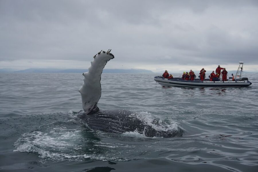 Whale Watching in Reykjavik by Speedboat - Reykjavik from the water