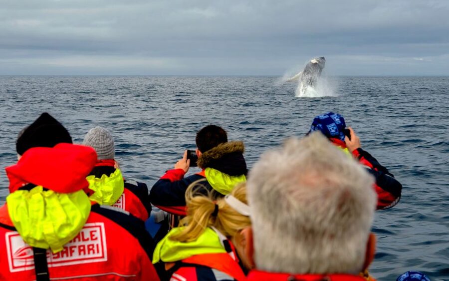 Whale Watching in Reykjavik by Speedboat - What the guide and captain add