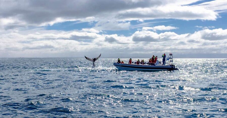 Whale Watching in Reykjavik by Speedboat - Is $200 a fair price?