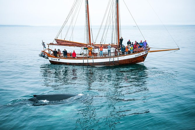 Whale Watching on a Traditional Oak Sailing Ship from Husavik - From the Ticket Centre to Húsavík Harbour