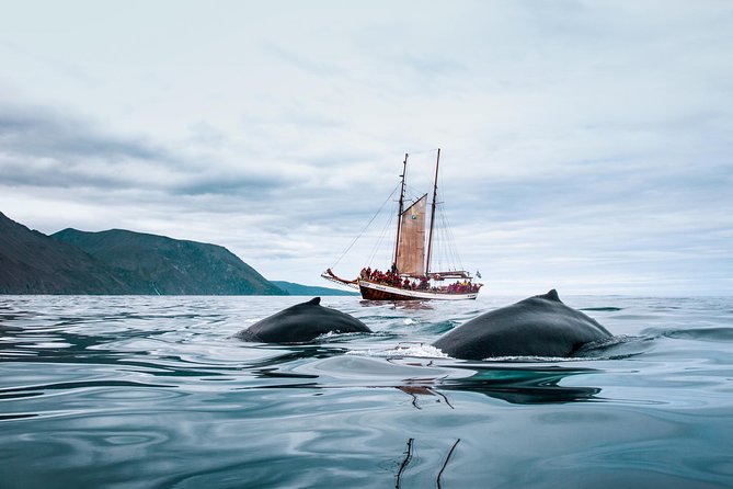 Whale Watching on a Traditional Oak Sailing Ship from Husavik - Searching Skjálfandi Bay for Whales