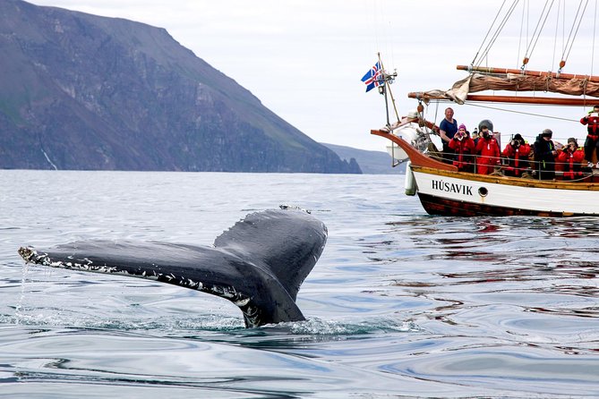 Whale Watching on a Traditional Oak Sailing Ship from Husavik - Cinnamon Buns and Cocoa on the Way Back