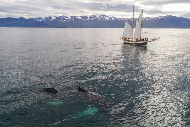 Whale Watching on a Traditional Oak Sailing Ship from Husavik - What the $106 Price Gets You