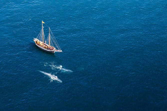 Whale Watching on a Traditional Oak Sailing Ship from Husavik - Choosing Between the Haukur, Opal, and Hildur