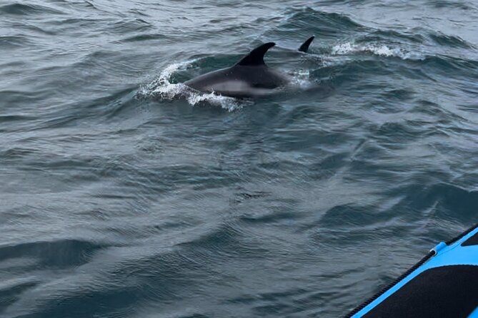 Whale Watching - RIB Boat Adventure in Kopavogur, Iceland - Booking and cancellation advice