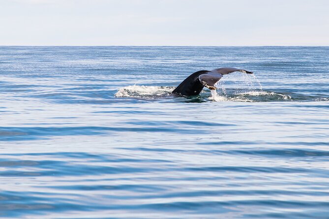 Whale Watching Tour from Akureyri City Central - A 2.5-hour search through the fjord