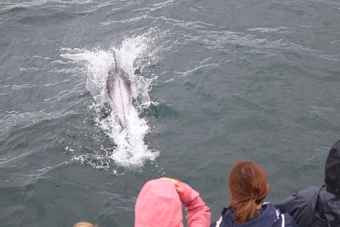 Whale Watching Tour with Professional Guide from Reykjavik - Into Faxaflói Bay’s feeding grounds
