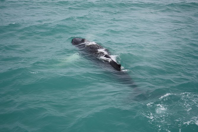 Whale Watching Tour with Professional Guide from Reykjavik - What the guides add to the outing