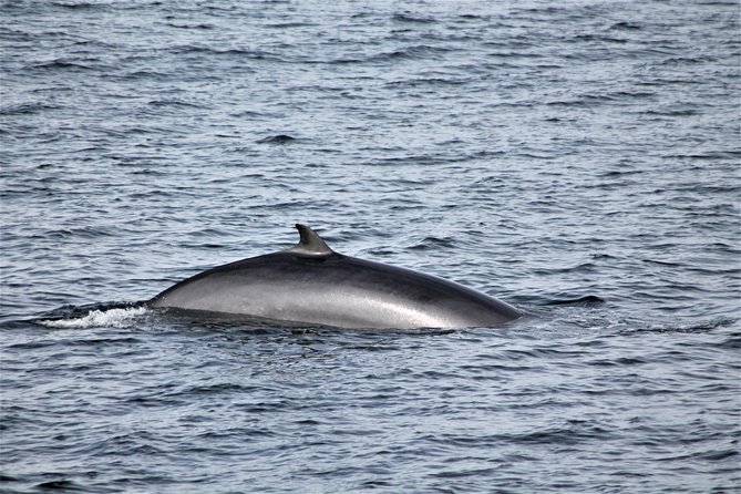 Whale Watching Tour with Professional Guide from Reykjavik - Who will enjoy this whale watch most?