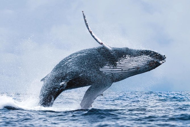 Whale Watching Tour with Professional Guide from Reykjavik - Two ways to watch from the boat