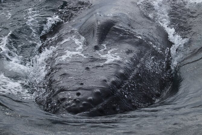 Whale Wonders Morning Expedition from Reykjavík - What makes Faxaflói Bay worth exploring