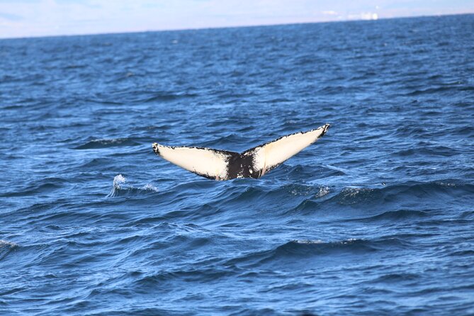 Whale Wonders Morning Expedition from Reykjavík - Finding a good view on a large boat