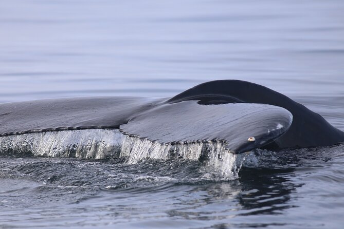 Whale Wonders Morning Expedition from Reykjavík - A morning schedule that leaves room for Reykjavík
