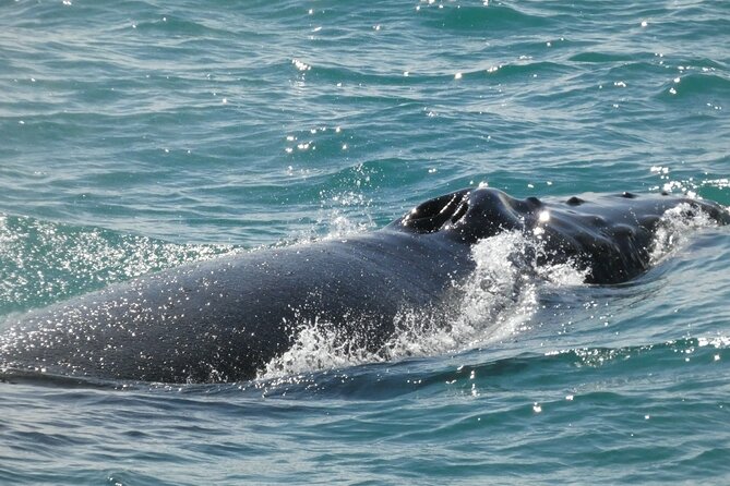 Whale Wonders Morning Expedition from Reykjavík - WiFi, cabins, and the onboard bar