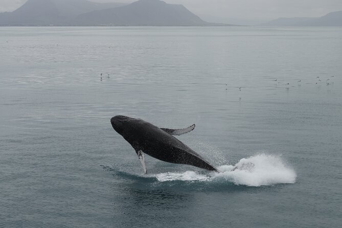 Whale Wonders Morning Expedition from Reykjavík - Weather can change the whole plan