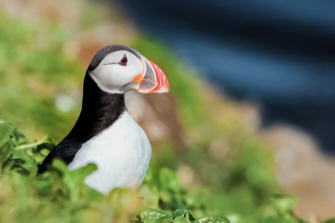 Whales and Puffins Tour from Husavik - Key things to know before you book