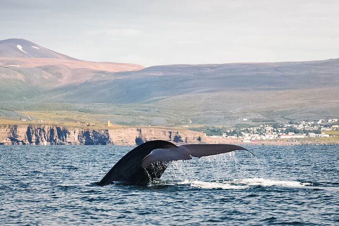 Whales and Puffins Tour from Husavik - Setting out from Húsavík harbor