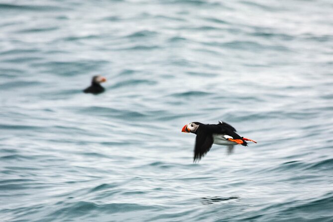 Whales and Puffins Tour from Husavik - Crew, route choices, and animal welfare