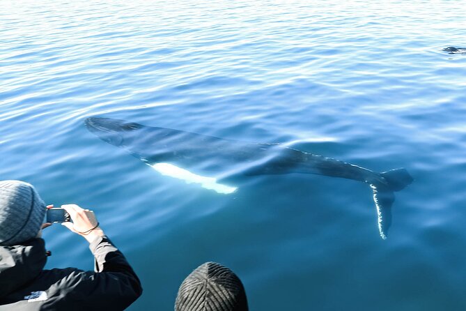 Whales and Puffins Tour from Husavik - Warm overalls, hot chocolate, and the practical comfort factor