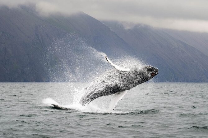 Whales and Puffins Tour from Husavik - The best and weakest possible versions of the trip