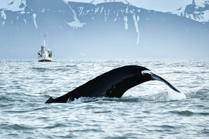 Whales and Puffins Tour from Husavik - Who should book this Húsavík wildlife cruise