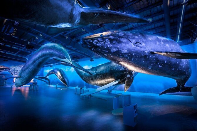 Whales Of Iceland Admission Ticket - Walking among Iceland’s full-size whales