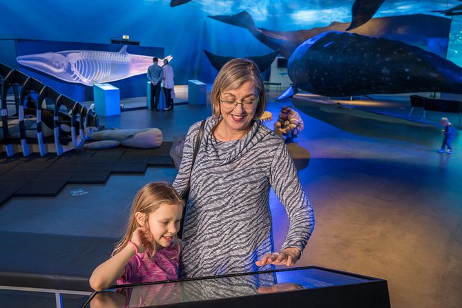 Whales Of Iceland Admission Ticket - Films that give the museum more weight