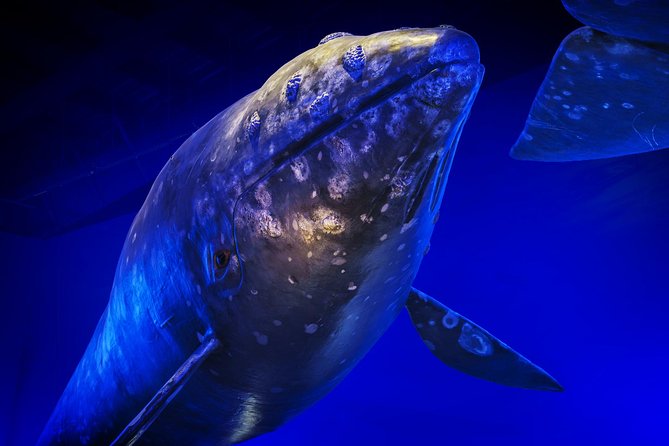 Whales Of Iceland Admission Ticket - A few things that may disappoint you
