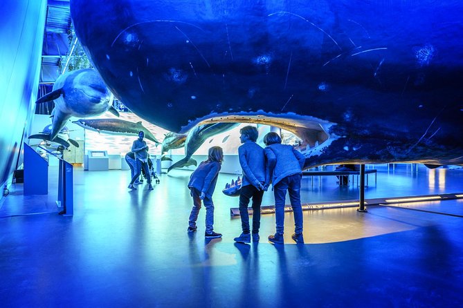 Whales Of Iceland Admission Ticket - A practical introduction to 23 whale species