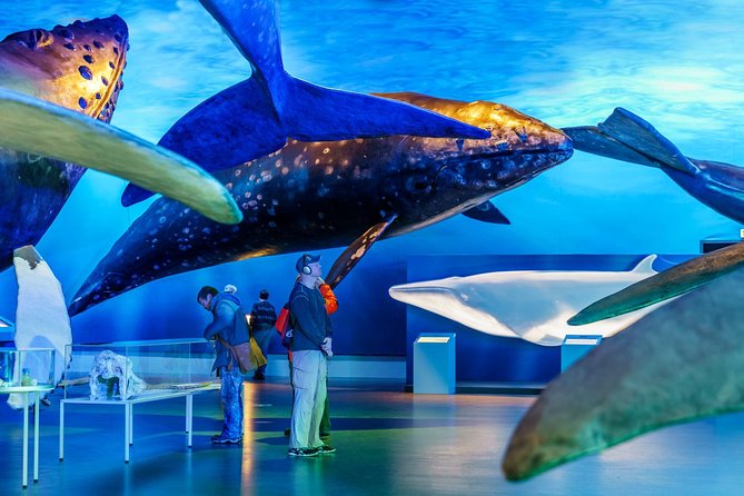 Whales of Iceland from Land and Sea - Price, timing, and what the package is worth
