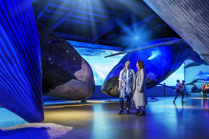Whales of Iceland from Land and Sea - Weather, seasickness, and seasonal expectations
