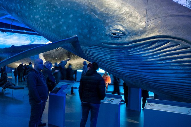 Whales of Iceland from Land and Sea - The viewing experience on board