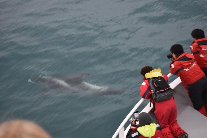 Winter Whale Watching and Northern Lights Cruise from Reykjavik - Key points at a glance