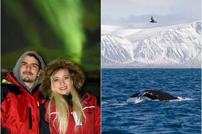 Winter Whale Watching and Northern Lights Cruise from Reykjavik - Two Reykjavik cruises, one long Icelandic evening