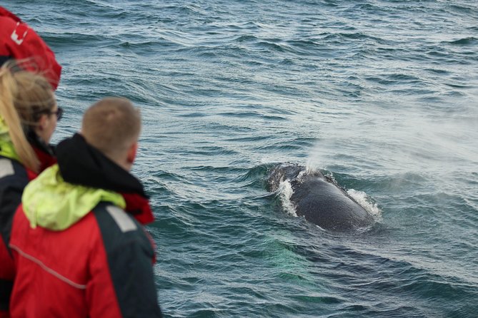Winter Whale Watching and Northern Lights Cruise from Reykjavik - Returning after dark for the aurora hunt
