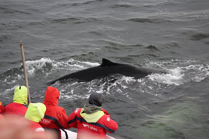 Winter Whale Watching and Northern Lights Cruise from Reykjavik - The value of $198 per person