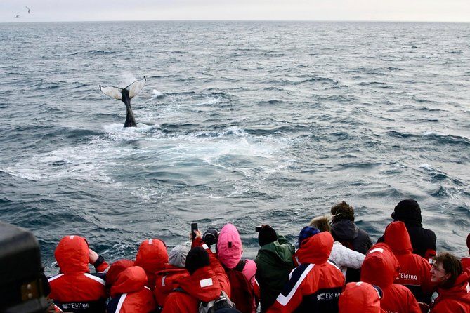 Winter Whale Watching and Northern Lights Cruise from Reykjavik - How to prepare for the best chance of enjoying it